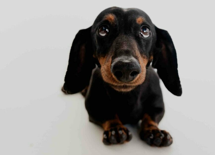 A dachshund dogs looking at the camera
